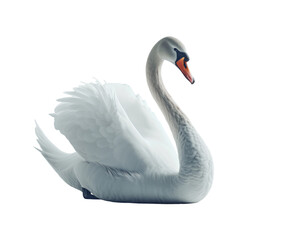 White swan sitting gracefully on white background..