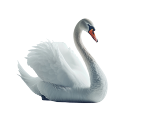 White swan sitting gracefully on white background..