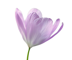 Fototapeta premium Watercolor flowers with soft pastel colors, studio lighting, white background.