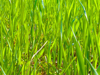 Close up of green grass as nature background.
