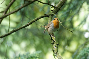 European robin (Erithacus rubecula) sitting on a tree branch in Zurich, Switzerland
