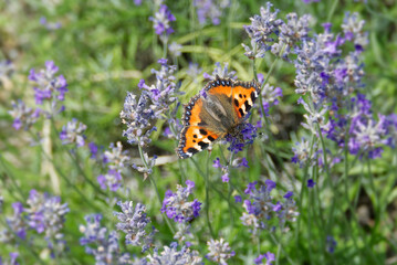 Small tortoiseshell butterfly (Aglais urticae) perched on lavender plant in Zurich, Switzerland