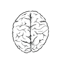 Brain hand drawn vector illustration