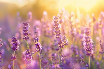 enchanting lavender field in full bloom dotted with colorful wildflowers golden sunlight bathes the scene creating a magical summer landscape filled with purple hues and natural beauty