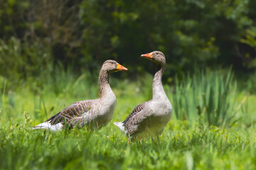 Greylag Goose in the Poitevin marsh