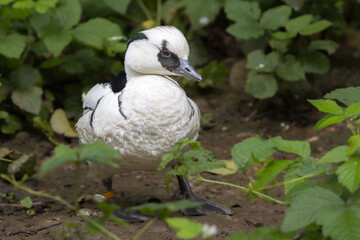 Smew in the Poitevin marsh