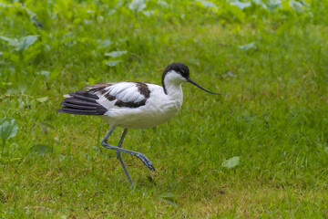 Naklejka premium Pied Avocet in the Poitevin marsh