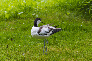Fototapeta premium Pied Avocet in the Poitevin marsh