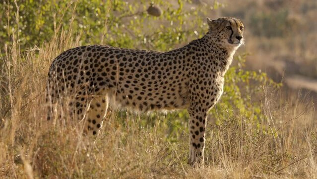 Stunning Cheetah Side Profile as She Turns and Walks To Camera.