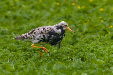 Ruff in the Poitevin marsh
