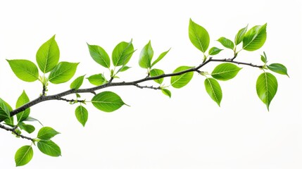 Obraz premium Branch of a green tree with leaves isolated on a white background
