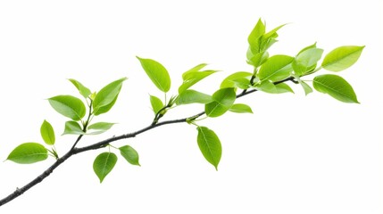 Branch of a green tree with leaves isolated on a white background