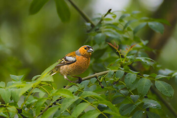 Eurasian Chaffinch in the Poitevin marsh