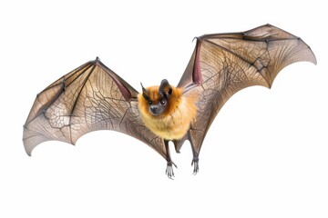 Obraz premium graceful bat in midflight against a stark white background wings fully extended showcasing intricate membrane patterns and powerful musculature in stunning detail