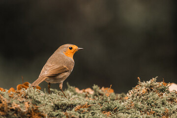 Robin in the forest