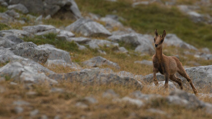 Young chamois in the mountains