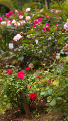 Beautiful roses of different shades in the botanical garden. Beautiful landscape with roses. Vertical photo