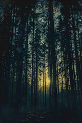 Sunset Through Dense Forest Trees   Tranquil Nature Scenery in Evening Light