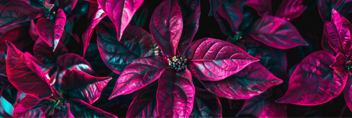 Close Up of Vibrant Purple and Pink Tropical Leaves with Magenta Highlights