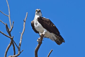 Osprey bird perched with blue sky