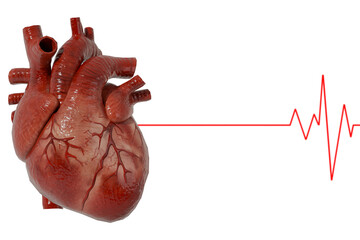 human heart with ECG