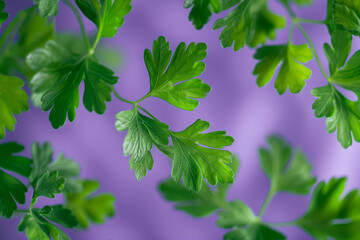 Fresh Green Parsley Leaves on a Vibrant Purple Background