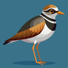 Cute Bird Cartoon Vector 