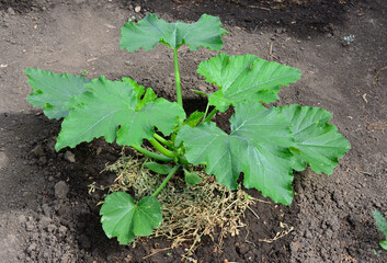 a zucchini plant with a green leaf that is growing in the dirt    
