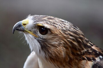 Naklejka premium Red shouldered hawk bird of prey close up