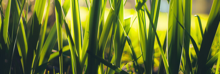 Close Up of Sunlit Green Grass Blades in Natural Outdoor Setting