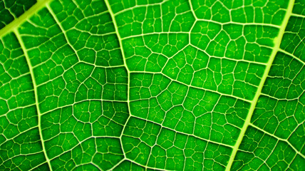 A close-up photograph of a green leaf with its veins clearly visible.