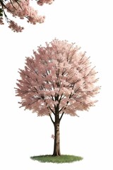 tree with flowers isolated