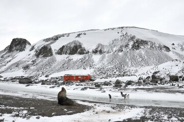 View of the shelter and Antarctic Fur Seal and some Gentoo penguins in Carlini base, Antarctica © SilviaCZaninovich