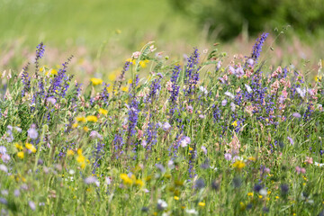 Wildblumenwiese