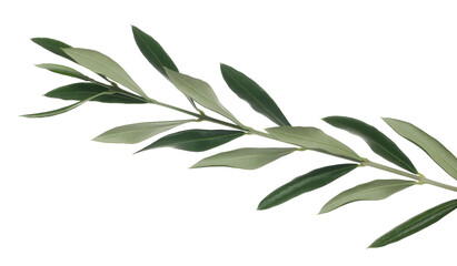 Olive branch with fresh green leaves isolated on white, clipping