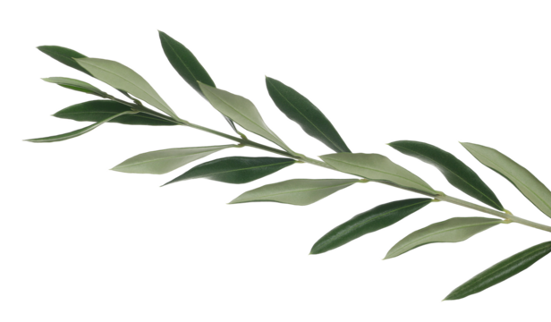 Olive branch with fresh green leaves isolated on white, clipping