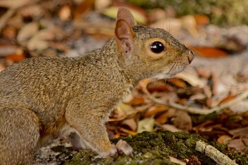 gray squirrel on the ground