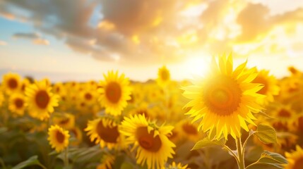 Obraz premium A vast field of sunflowers in full bloom, bathed in the warm, golden light of the setting sun