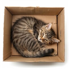 cat curled up sleeping in a cardboard box