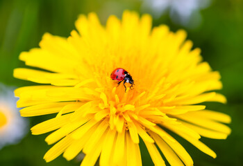 Tiny lady bug (Coccinellidae) on a blooming bright yellow dandelion flower in springtime. Macro close up of cute insect and lucky charm with red wings and black dots. Beetle creeping on flower head.