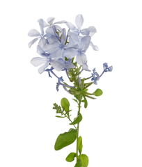 Blue decorative flowers isolated on white