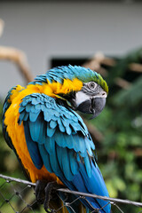 yellow and blue ara parrot © Mili Vigerova