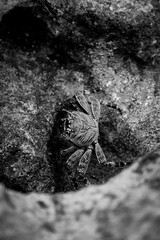 black and white photo of crab 