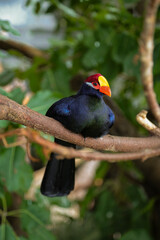 exotic bird on a branch