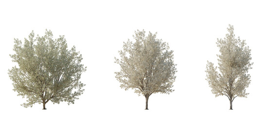 Set Pyrus Calleryana The Callery