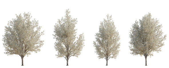 Set of 4 Pyrus calleryana (the Callery pear or Bradford pear) frontal set street trees isolated png on a transparent background perfectly cutout