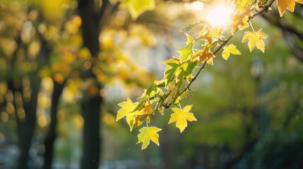 Obraz premium Sunlight filters through a canopy of leaves in a forest, creating a warm, golden glow. The leaves are vibrant yellow and green, with a soft, blurred background