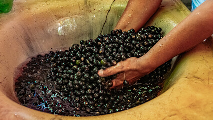 Açaí Nativo Ilha Marajó Amazônia Pará Brasil Fruta Colheita Agricultura Palmeira Superalimento...