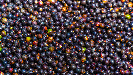 Açaí Nativo Ilha Marajó Amazônia Pará Brasil Fruta Colheita Agricultura Palmeira Superalimento Floresta Tropical Biodiversidade Paisagem Rural Comunidade Indígena Nutrição Sustentável Ecológico