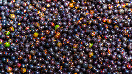 Açaí Nativo Ilha Marajó Amazônia Pará Brasil Fruta Colheita Agricultura Palmeira Superalimento Floresta Tropical Biodiversidade Paisagem Rural Comunidade Indígena Nutrição Sustentável Ecológico